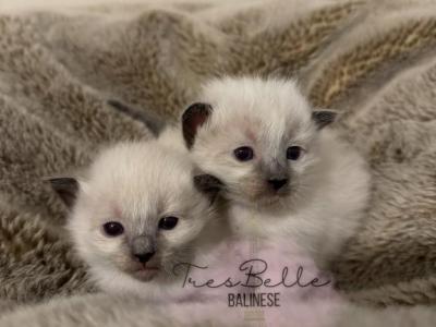 Balinese Babies - Balinese - Gallery Photo #1