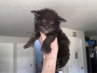 Yoshino Litter - Maine Coon - Gallery Photo #1