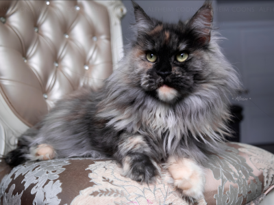 Koko - Maine Coon - Gallery Photo #1