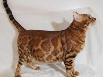 Bengal Kitten - Bengal - Gallery Photo #1