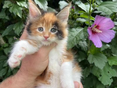 Maine Coon Female - Maine Coon - Gallery Photo #1