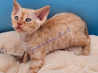 Waiting List - Devon Rex - Gallery Photo #1