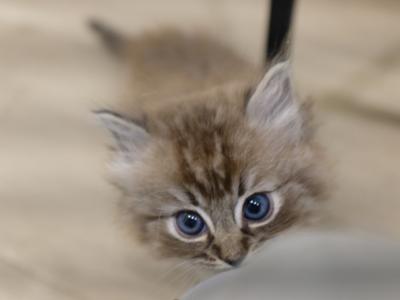 Chuan's 4th Litter - Ragdoll - Gallery Photo #1