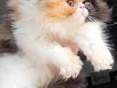 Cfa Calico Persian Kitten - Persian - Gallery Photo #1