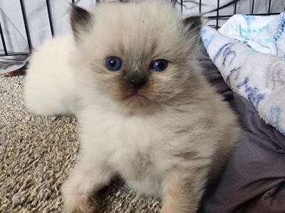 Holly's Litter - Persian - Gallery Photo #1