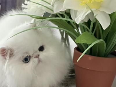 Leo - Persian - Gallery Photo #1