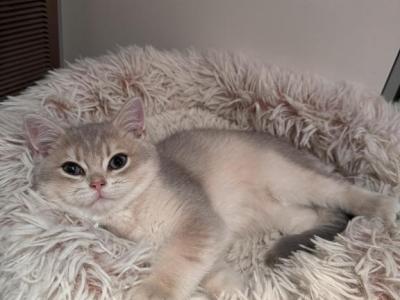 Teddy - Brazilian Shorthair - Gallery Photo #1