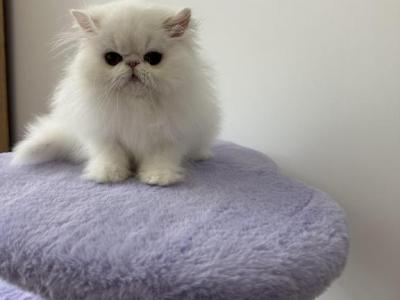 Baloo - Persian - Gallery Photo #1