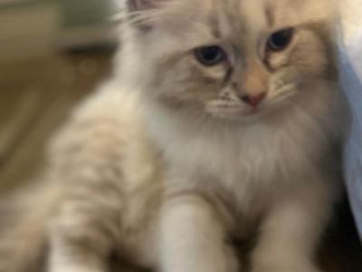 Siberian Ragdoll Mix Kittens - Siberian - Gallery Photo #1