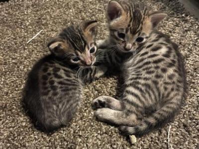 Savannah Cat F5 - Savannah - Gallery Photo #1