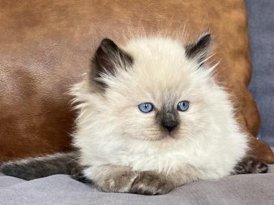 Seal Colorpoint Male - Ragdoll - Gallery Photo #1