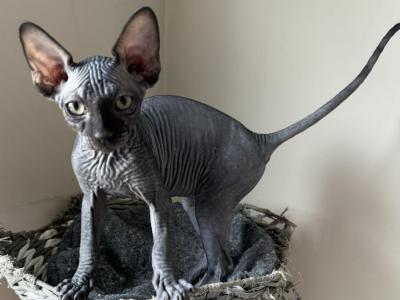 Black Male - Sphynx - Gallery Photo #1