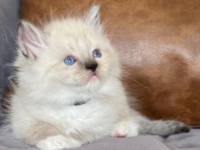 Blue Mitted Male Black Collar - Ragdoll - Gallery Photo #1