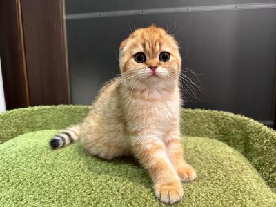 ELVIS - Scottish Fold - Gallery Photo #1