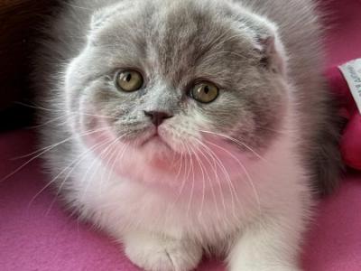 XANA - Scottish Fold - Gallery Photo #1