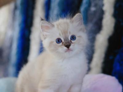 Reserved Mr Stripes - Ragdoll - Gallery Photo #1