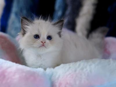 Reserved Strawberry - Ragdoll - Gallery Photo #1