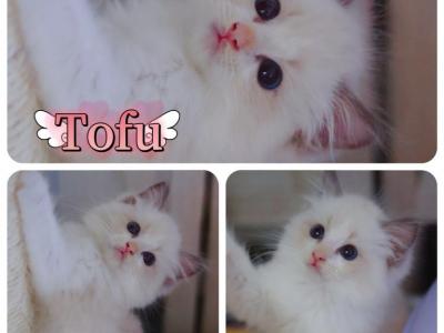 Tofu - Ragdoll - Gallery Photo #1