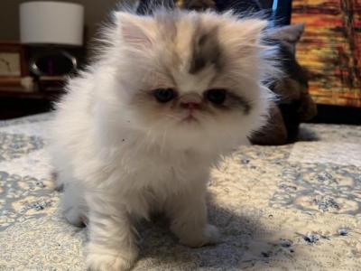 Little Girl - Persian - Gallery Photo #1