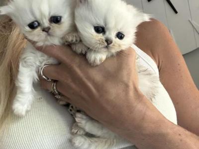 Silver Persian Babies - Persian - Gallery Photo #1