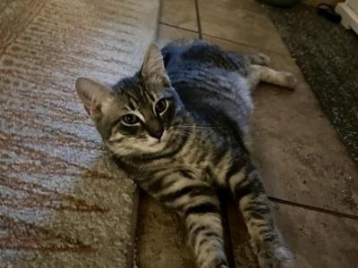 Ponyo And Brothers - American Shorthair - Gallery Photo #1