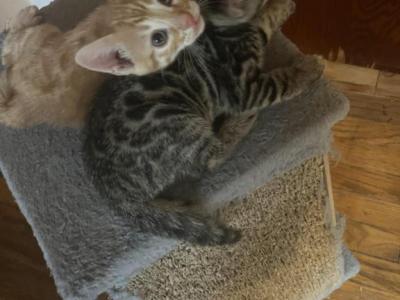 Ivy First Litter - Bengal - Gallery Photo #1