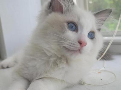 Cookie - Ragdoll - Gallery Photo #1