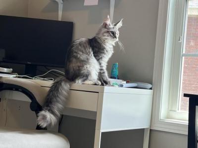 Paulina - Maine Coon - Gallery Photo #1