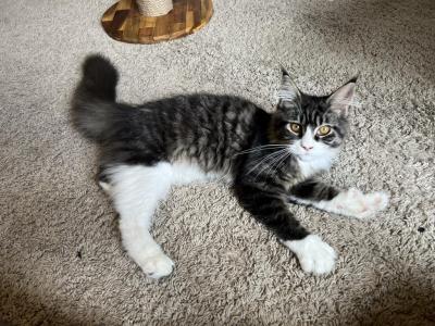 Sammy - Maine Coon - Gallery Photo #1