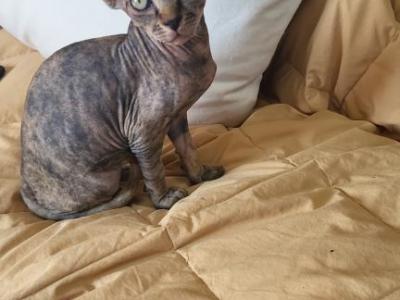 Igors Cattery - Sphynx - Gallery Photo #1