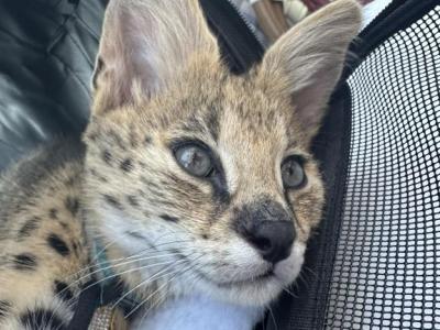 African Serval Boy Available - Savannah - Gallery Photo #1