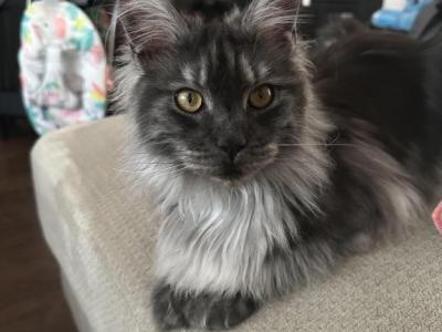 Maine Coon Litter - Maine Coon - Gallery Photo #1