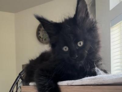 Моника - Maine Coon - Gallery Photo #1