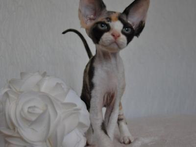 Josefina - Devon Rex - Gallery Photo #1