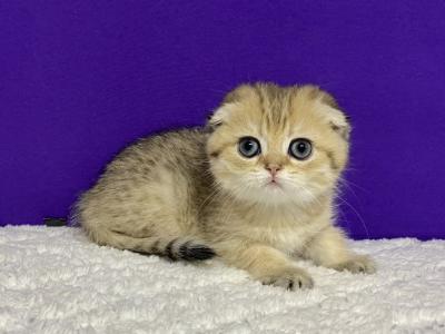 MILA - Scottish Fold - Gallery Photo #1