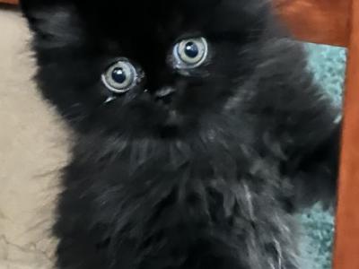 Binks And Oscars Kittens Little Brinks Cattery - Persian - Gallery Photo #1