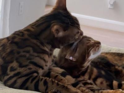 Shelby & Benny - Bengal - Gallery Photo #1