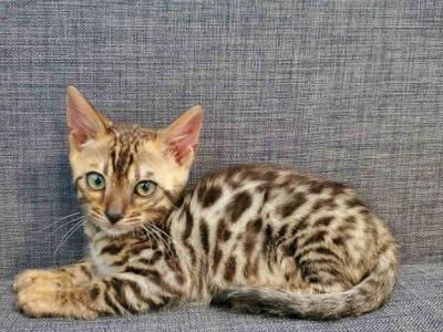 Bengal Kitten - Bengal - Gallery Photo #1