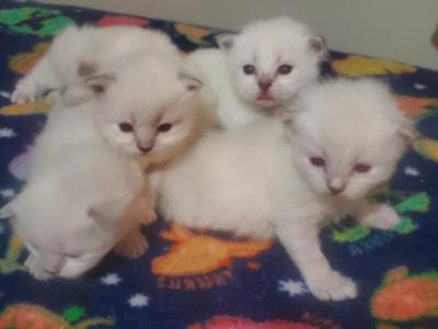 Siberian Kittens Litter - Siberian - Gallery Photo #1