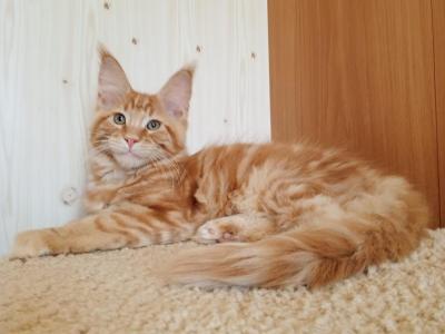 Justin - Maine Coon - Gallery Photo #1