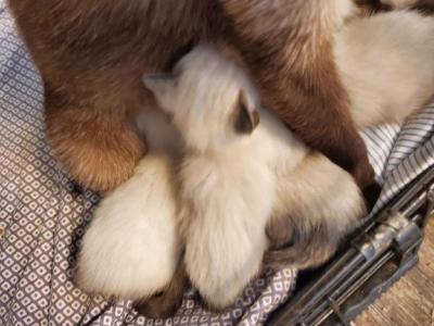 Leia's Litter - Siamese - Gallery Photo #1