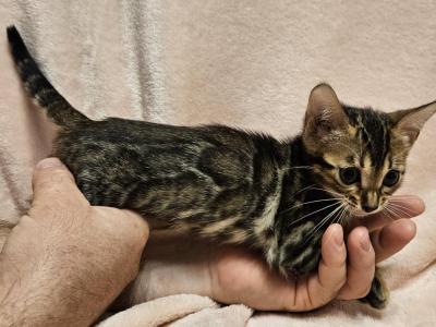 Brown Clouded Female Salmon Collar - Bengal - Gallery Photo #1