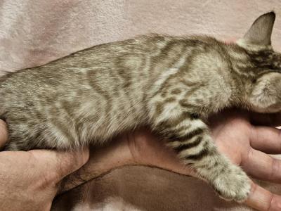 Snow Mink Clouded Female Mint Green Collar - Bengal - Gallery Photo #1