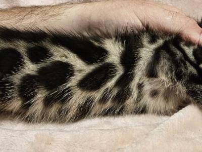 Brown Clouded Female Teal Collar - Bengal - Gallery Photo #1