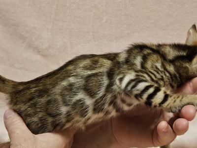 Brown Clouded Male Brown Collar - Bengal - Gallery Photo #1