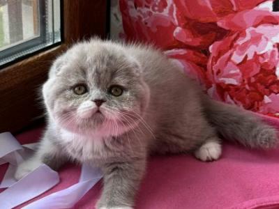 XANDY - Scottish Fold - Gallery Photo #1