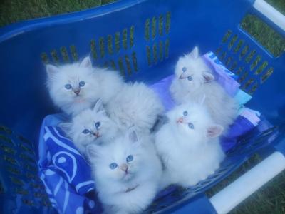 Purebred Siberian Kittens Litter F - Siberian - Gallery Photo #1