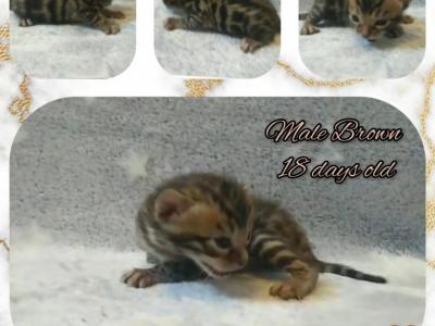 Male Brown Bengal - Bengal - Gallery Photo #1