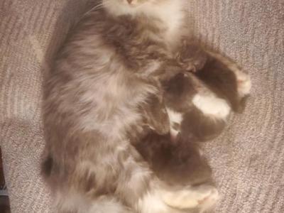 TICA Registered Siberian Kittens - Siberian - Gallery Photo #1