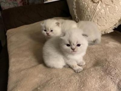 Beautiful Himafold Kittens Available - Scottish Fold - Gallery Photo #1